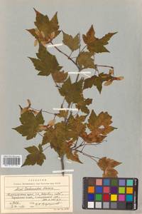 Клен Чоноски Maxim., Сибирь, Дальний Восток (S6) (Россия)