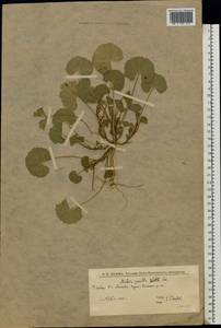 Просвирник низкий Sm., Восточная Европа, Нижневолжский район (E9) (Россия)