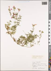 Glandularia aristigera (S.Moore) Tronc., Восточная Европа, Московская область и Москва (E4a) (Россия)