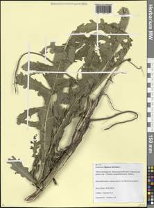 Ворсянка разрезная L., Кавказ, Краснодарский край и Адыгея (K1a) (Россия)