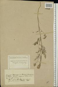 Астрагал эспарцетный L., Восточная Европа, Южно-Украинский район (E12) (Украина)