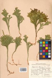 Dendrolycopodium obscurum (L.) A. Haines, Сибирь, Дальний Восток (S6) (Россия)
