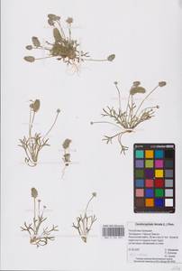 Рогоглавник серповидный (L.) Cramer, Восточная Европа, Нижневолжский район (E9) (Россия)