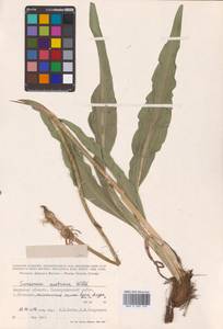 Takhtajaniantha austriaca (Willd.) Zaika, Sukhor. & N.Kilian, Сибирь, Дальний Восток (S6) (Россия)