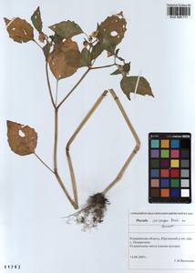 Physalis philadelphica subsp. ixocarpa (Brot. ex Hornem.) Sobr.-Vesp. & Sanz-Elorza, Сибирь, Алтай и Саяны (S2) (Россия)