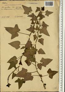 Плющ обыкновенный L., Восточная Европа, Молдавия (E13a) (Молдавия)