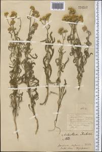 Тысячелистник мелкоцветковый Willd., Средняя Азия и Казахстан, Северный и Центральный Казахстан (M10) (Казахстан)