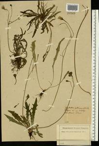 Scorzoneroides autumnalis subsp. autumnalis, Восточная Европа, Северо-Западный район (E2) (Россия)