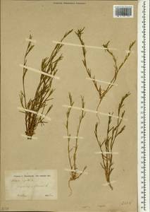 Dianthus nudiflorus Griff., Зарубежная Азия (ASIA) (Ирак)