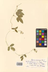 Соя уссурийская (Siebold & Zucc.) H.Ohashi, Сибирь, Дальний Восток (S6) (Россия)