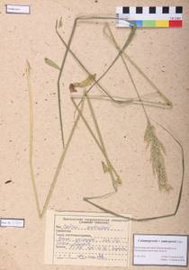 Вейник Андреева Litv., Сибирь, Алтай и Саяны (S2) (Россия)