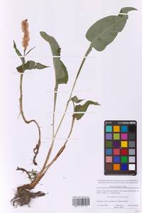 Змеевик лекарственный, Восточная Европа, Московская область и Москва (E4a) (Россия)