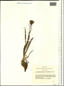 Соссюрея Крылова Schischk. & Serg., Сибирь, Алтай и Саяны (S2) (Россия)