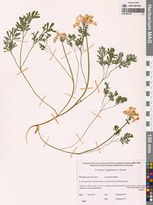 Хохлатка магаданская A.P.Khokhr., Сибирь, Чукотка и Камчатка (S7) (Россия)