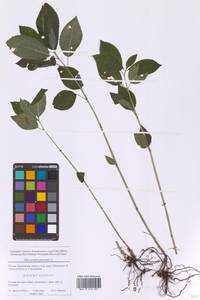 Пролесник многолетний L., Восточная Европа, Московская область и Москва (E4a) (Россия)