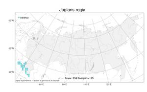 Juglans regia, Орех грецкий L., Атлас флоры России (FLORUS) (Россия)