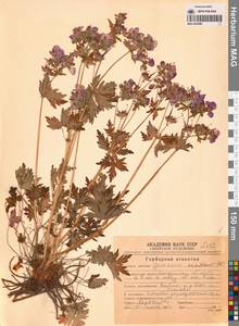 Герань волосистоцветковая DC., Сибирь, Чукотка и Камчатка (S7) (Россия)