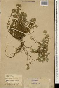 Дубровник белый, Дубровник беловойлочный L., Кавказ, Азербайджан (K6) (Азербайджан)