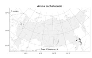 Arnica sachalinensis, Арника сахалинская (Regel) A. Gray, Атлас флоры России (FLORUS) (Россия)