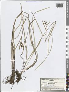 Ежеголовник плавающий L., Восточная Европа, Центральный район (E4) (Россия)