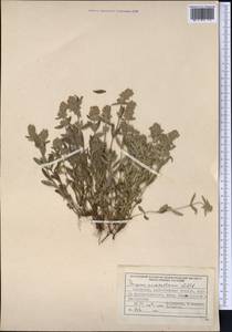 Thymus pannonicus All., Средняя Азия и Казахстан, Северный и Центральный Тянь-Шань (M4) (Казахстан)