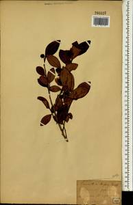 Camellia sinensis var. assamica (Masters) Kitamura, Зарубежная Азия (ASIA) (Япония)