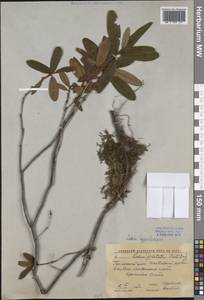 Rhododendron hypoleucum (Kom.) Harmaja, Сибирь, Дальний Восток (S6) (Россия)