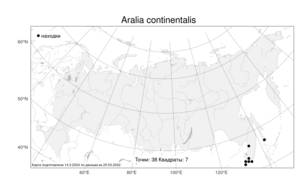 Aralia continentalis, Аралия материковая Kitag., Атлас флоры России (FLORUS) (Россия)
