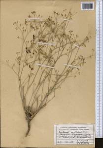 Володушка высокая M.Bieb., Средняя Азия и Казахстан, Джунгарский Алатау и Тарбагатай (M5) (Казахстан)