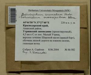Orthotrichum anomalum Hedw., Гербарий мохообразных, Мхи - Северный Кавказ и Предкавказье (B12) (Россия)