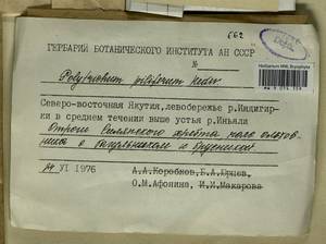 Polytrichum piliferum Hedw., Гербарий мохообразных, Мхи - Якутия (B19) (Россия)