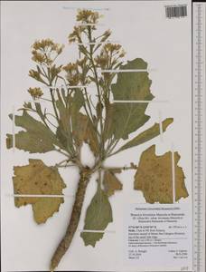 Brassica bivoniana Mazzola & Raimondo, Западная Европа (EUR) (Италия)