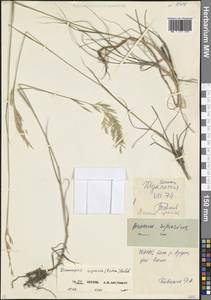 Костер береговой Rehmann, Кавказ, Северная Осетия, Ингушетия и Чечня (K1c) (Россия)