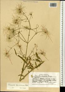 Clematis asplenifolia Schrenk ex Fisch. & C. A. Mey., Зарубежная Азия (ASIA) (Афганистан)