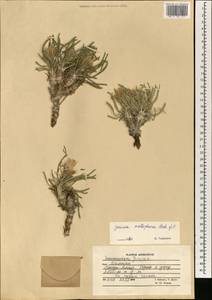 Jurinea mallophora Rech. fil. & Köie, Зарубежная Азия (ASIA) (Афганистан)