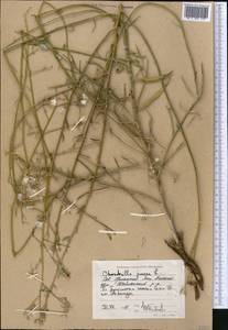 Хондрилла ситниковидная L., Средняя Азия и Казахстан, Прикаспийский Устюрт и Северное Приаралье (M8) (Казахстан)