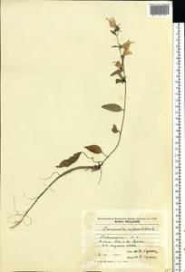 Колокольчик рапунцелевидный L., Восточная Европа, Молдавия (E13a) (Молдавия)