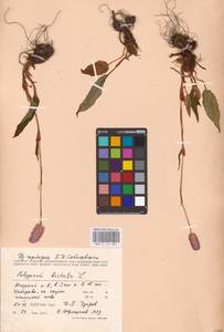 Змеевик лекарственный, Восточная Европа, Северный район (E1) (Россия)