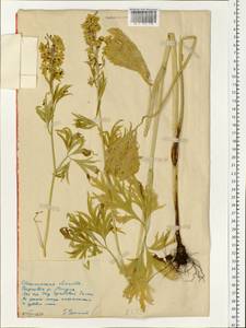 Живокость Шмальгаузена Albov, Восточная Европа, Южно-Украинский район (E12) (Украина)