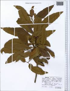 Magnoliopsida, Африка (AFR) (Эфиопия)