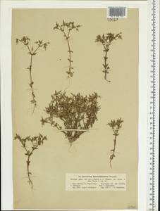 Cerastium ramosissimum Boiss., Восточная Европа, Южно-Украинский район (E12) (Украина)