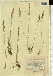Полевица виноградниковая Schreb., Восточная Европа, Северо-Украинский район (E11) (Украина)