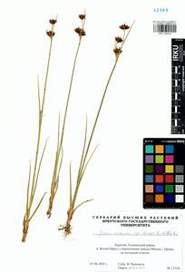 Juncus castaneus subsp. triceps (Rostk.) V. Novik., Сибирь, Прибайкалье и Забайкалье (S4) (Россия)