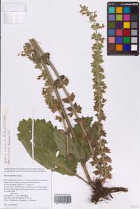 Salvia revelata Mátis & A.Z.Szabó, Восточная Европа, Ростовская область (E12a) (Россия)