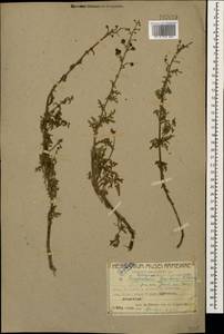 Scrophularia variegata subsp. cinerascens (Boiss.) Grau, Кавказ, Армения (K5) (Армения)