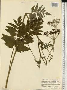 Бедренец большой (L.) Huds., Восточная Европа, Западно-Украинский район (E13) (Украина)