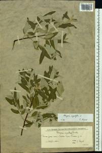 Лох узколистный, Лох обыкновенный L., Восточная Европа, Нижневолжский район (E9) (Россия)