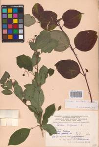 Свидина кроваво-красная L., Восточная Европа, Западно-Украинский район (E13) (Украина)