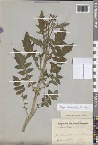 Жерушник сурепколистный (A.DC.) Kitag., Сибирь, Прибайкалье и Забайкалье (S4) (Россия)