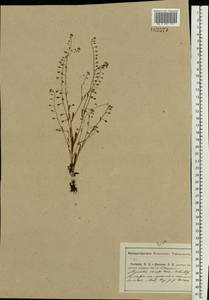Myosotis laxa subsp. laxa, Восточная Европа, Центральный район (E4) (Россия)